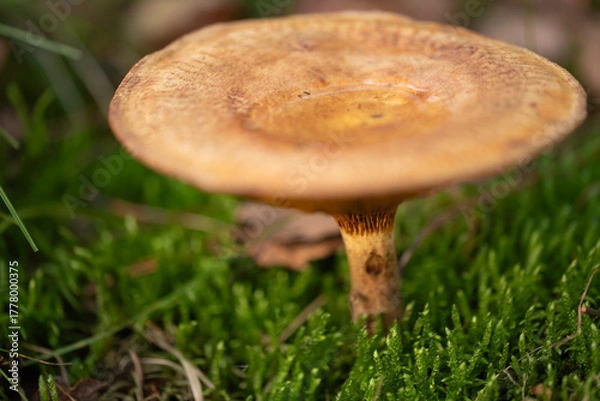 Obraz Forest Mushrooms