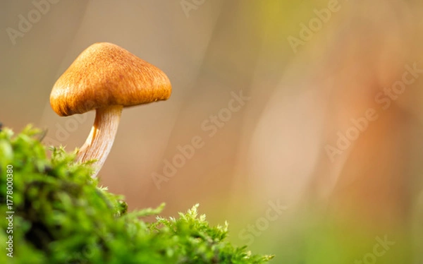 Obraz Forest Mushrooms