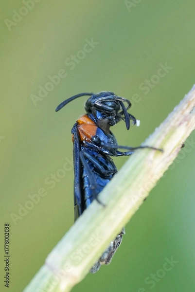 Fototapeta Closeup on a colorful small Bulgarian sawfly, Arge pleuritica perched on a straw of grass against green background