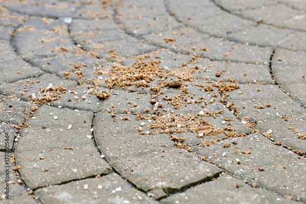 Fototapeta Sand and salt scattered across pavement, winter safety measures for pedestrian walkway traction improvement. Paving slabs covered with sand and salt mixture, prevent accidents and improve safety