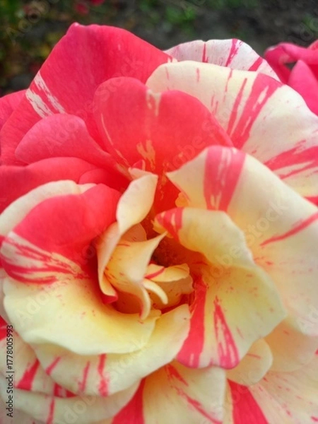 Obraz red rose petals