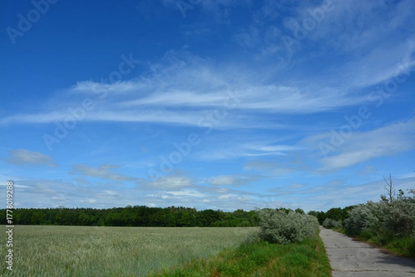 Obraz Weg, Feld, Himmel