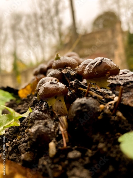 Fototapeta A cluster of glossy brown mushrooms growing on a grassy slope surrounded by autumn leaves. The scene feels damp and earthy after rain, with a small wooden hut and trees in the background. 