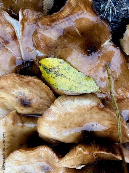 Obraz A cluster of glossy brown mushrooms growing on a grassy slope surrounded by autumn leaves. The scene feels damp and earthy after rain, with a small wooden hut and trees in the background. 