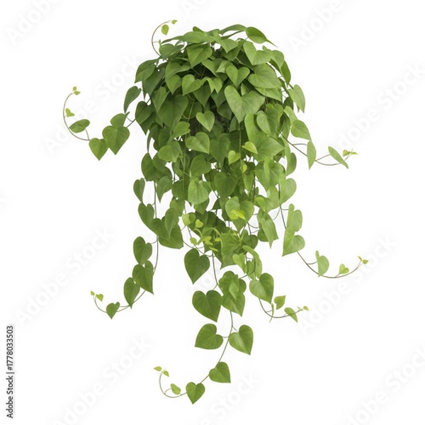 Fototapeta Cascading green heart shaped leaves plant isolated on transparent background
