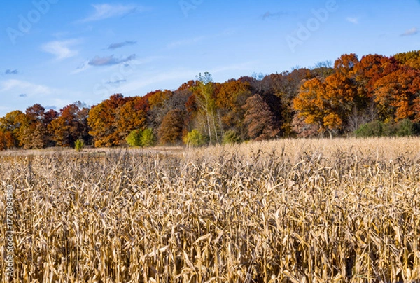 Obraz autumn in the cornfield