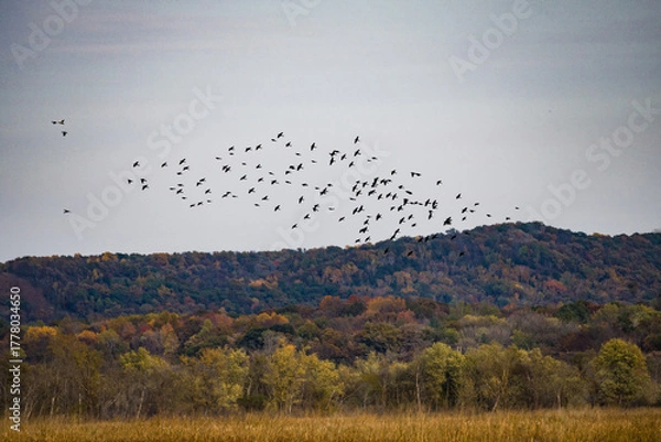 Obraz fall migration over a pond