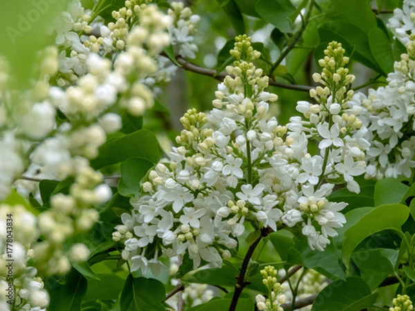 Fototapeta White lilac clusters in spring garden