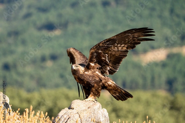 Fototapeta Golden eagle (Aquila chrysaetos) photographed in Spain