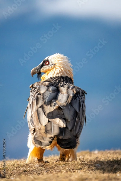 Fototapeta Bearded vulture (Gypaetus barbatus) photographed in Spain