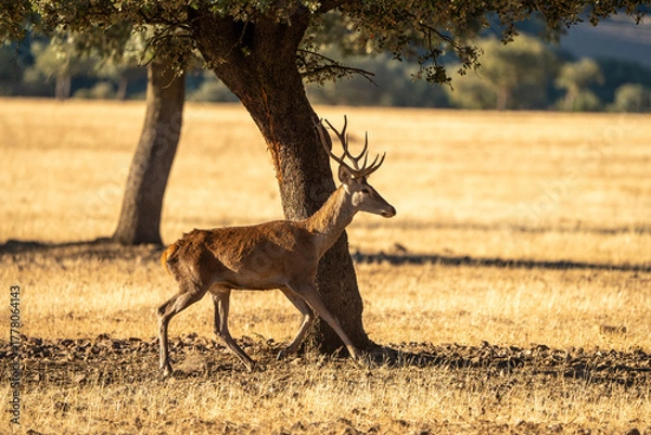 Fototapeta Red deer (Cervus elaphus) photographed in Spain