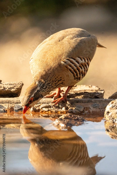 Fototapeta Red-legged partridge (Alectoris rufa) photographed in Spain