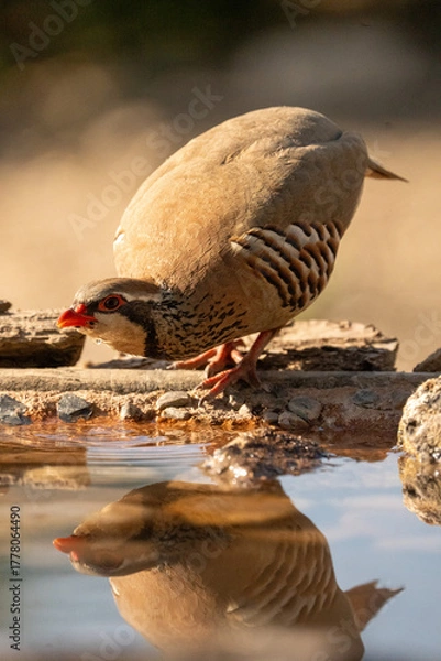 Fototapeta Red-legged partridge (Alectoris rufa) photographed in Spain