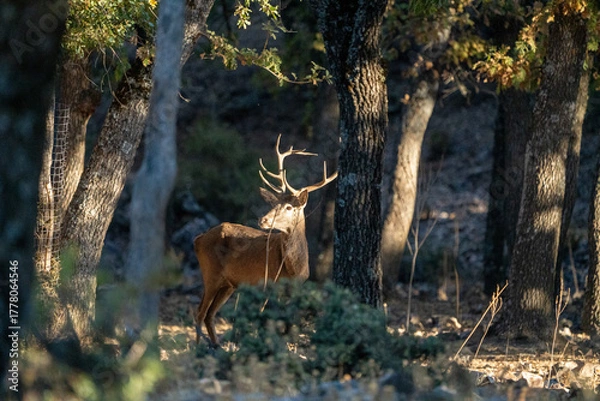 Fototapeta Red deer (Cervus elaphus) photographed in Spain