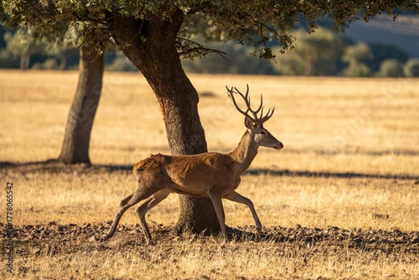 Fototapeta Red deer (Cervus elaphus) photographed in Spain