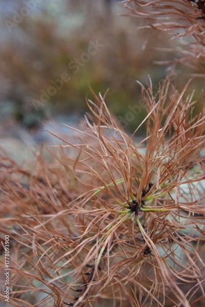Obraz pine tree branch with orange needles