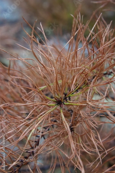 Obraz pine tree branch with orange needles