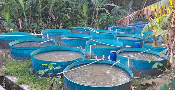 Fototapeta portrait of catfish in a large pond. Cultivation of catfish in traditional ponds