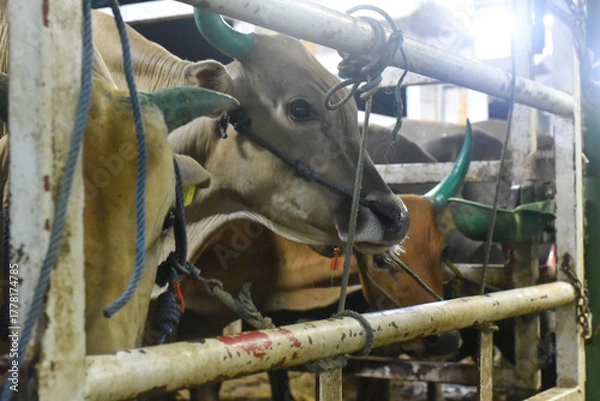 Fototapeta Close-up of a Cow at Cattle Market	