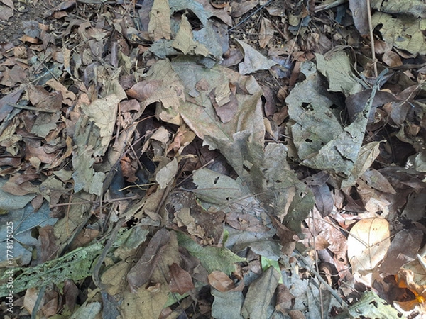 Fototapeta dried leaves in Autumn