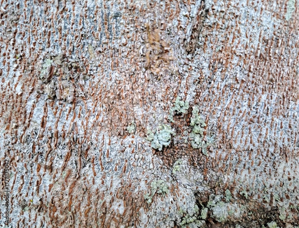 Fototapeta bark of a tree close up	
