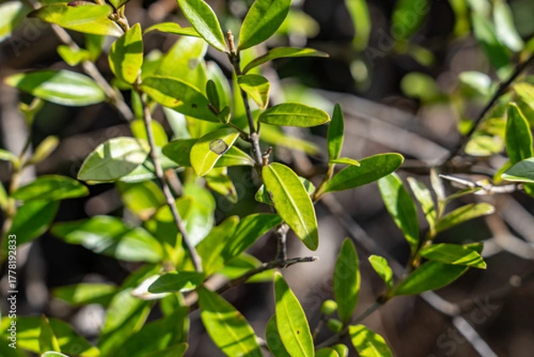 Fototapeta Alyxia stellata, maile in Hawaiian, is a species of flowering plant in the dogbane family, Apocynaceae. Moanalua Valley & Moanalua Ridge Trail to the Haiku Stairs (Stairway To Heaven), Honolulu, Oahu,