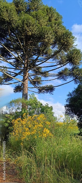 Fototapeta Bela paisagem com Araucaria.  pinheiro em extinçao no Brasil
