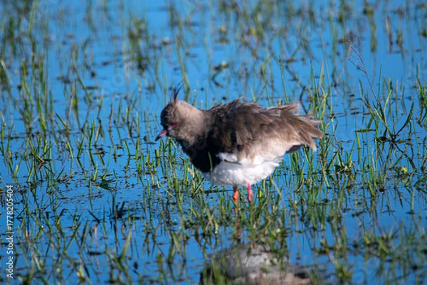 Obraz Southern lapwing on the flooded field