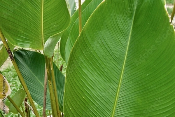 Obraz Closeup of vibrant green leaves with intricate vein patterns in sunlight