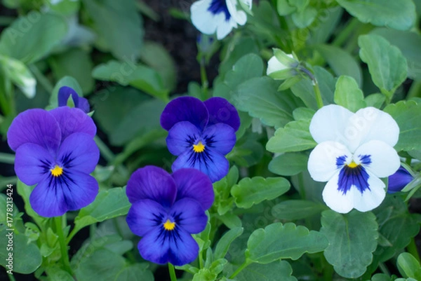 Obraz 公園の花壇に美しく咲くビオラ