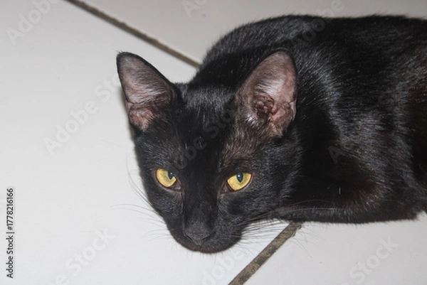 Obraz Intense Golden Eyes of a Resting Black Cat