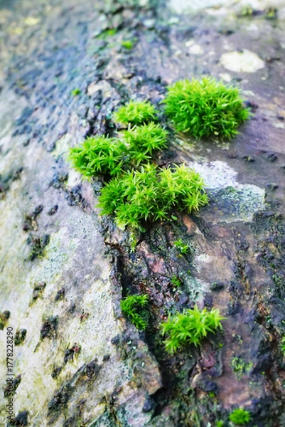 Fototapeta View of transparent forked moss growing on bark of tree