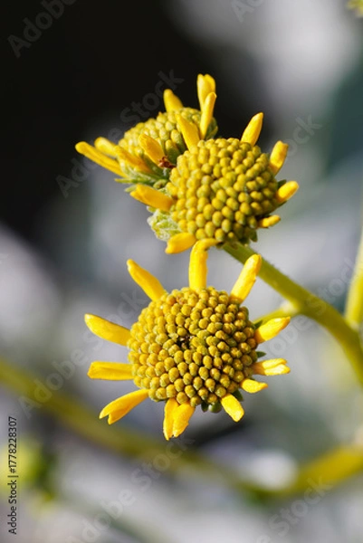 Fototapeta Yellow wildflower close up with blurry background
