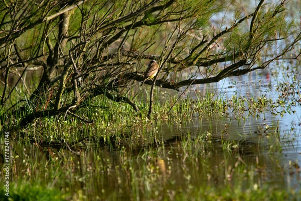 Obraz Great kiskadee perched on a branch , in Argentina
