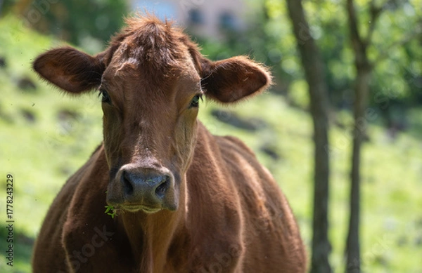 Fototapeta calf in the field
