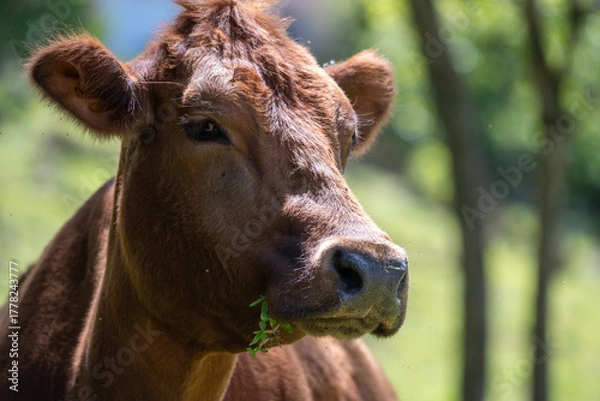 Fototapeta cow on a farm