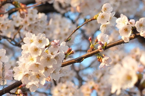 Obraz 植物　夕方　花　風景