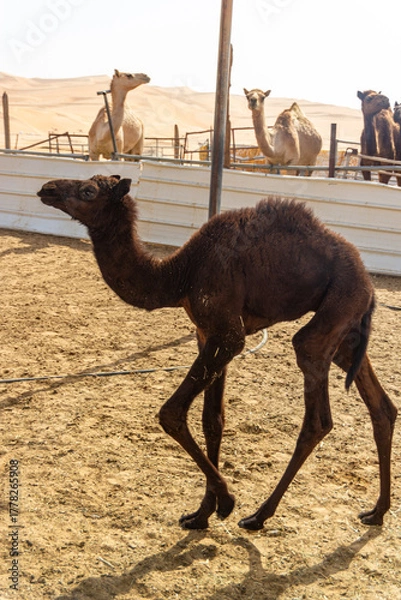 Fototapeta A dark brown camel calf walks past a metal post in a sandy pen