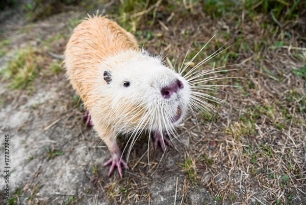 Fototapeta Front portrait of a light brown nutria or coypu Myocastor coypus with long white whiskers and soft fur sitting on dry land in natural daylight.