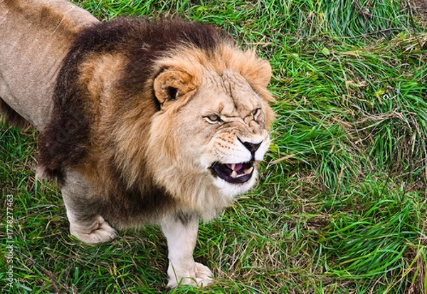 Fototapeta Wild lion standing on green grass, showing teeth and looking fierce in its natural habitat. Powerful big cat in the wild nature scene.