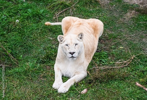 Fototapeta White lioness resting on green grass, looking directly at the camera. Rare and majestic big cat in natural environment