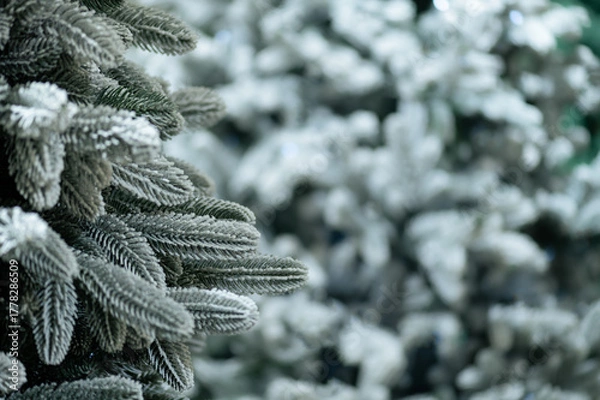Obraz Snow frosted fir branches with soft bokeh background