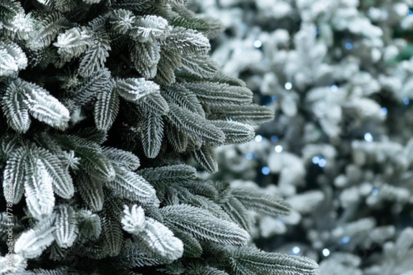 Obraz Close up of frosted fir branches with soft winter lighting