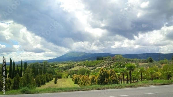 Obraz distesa verdeggiante con grandi varietà di alberi