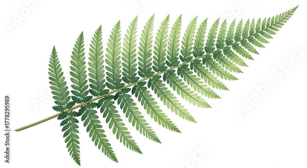 Fototapeta A single green fern frond with delicate leaves, isolated on a transparent background