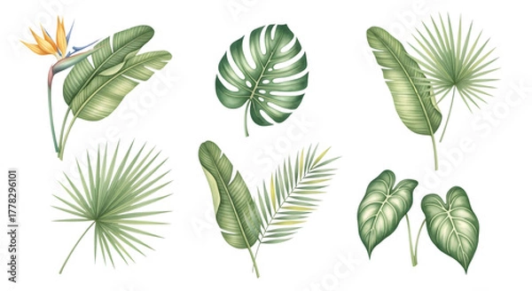 Fototapeta Collection of various tropical green leaves and a bird of paradise flower, isolated on transparent background
