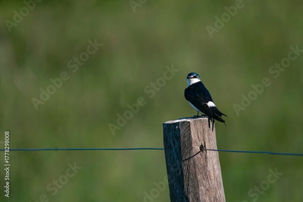 Fototapeta White-rumped swallow resting on a pole , in the pasture field , in Argentina