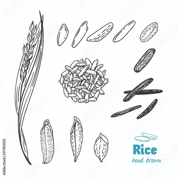 Obraz Ręcznie rysowana ilustracja wektorowa ryżu