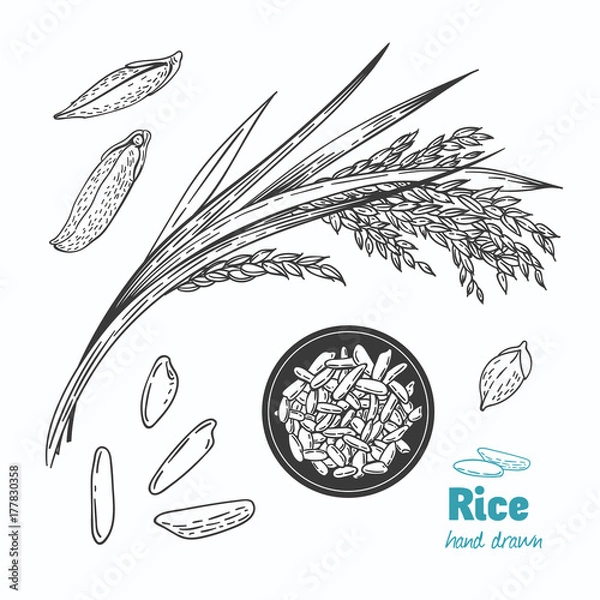 Obraz Ryż wektor ilustracja