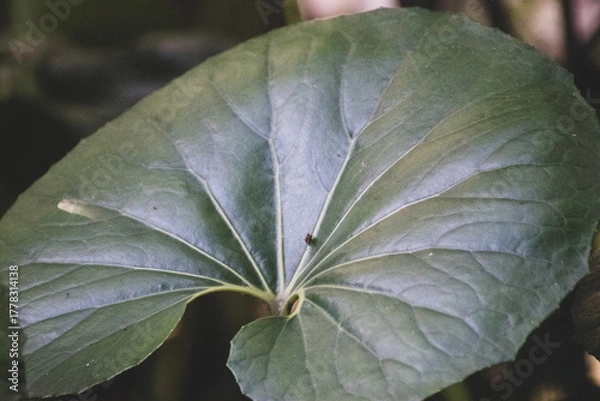 Obraz Hoja verde con nervaduras